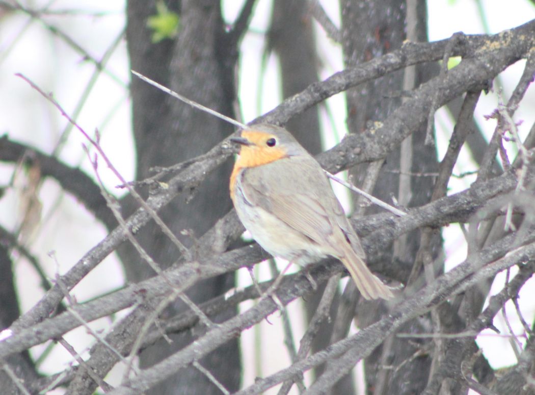 Kızılgerdan