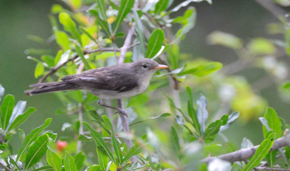 Zeytin Mukallidi