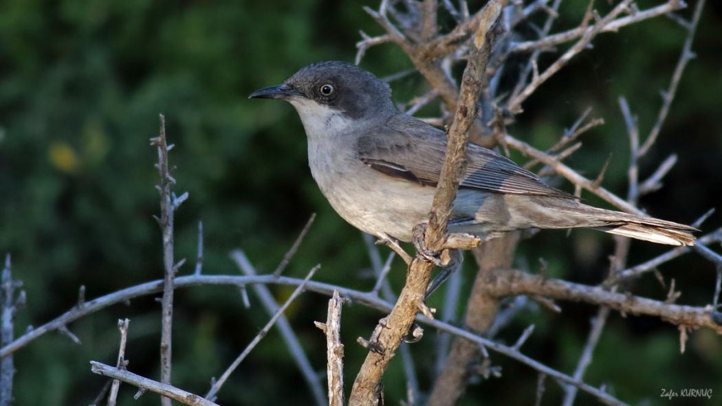 Eastern Orphean Warbler