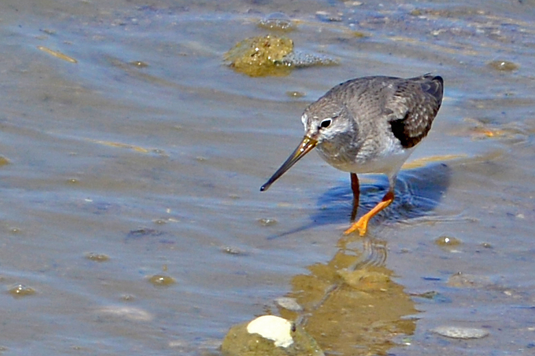 Terek Sandpiper
