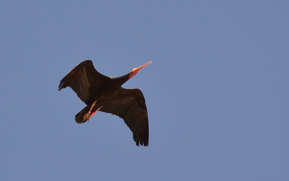 Northern Bald Ibis