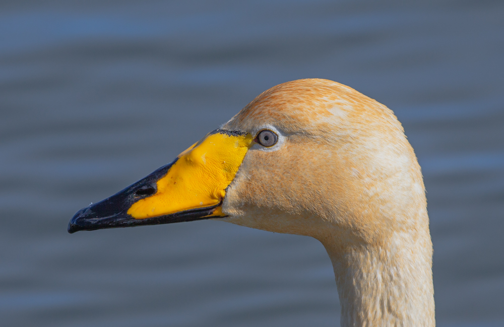 Whooper Swan