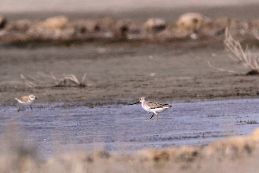 Terek Sandpiper