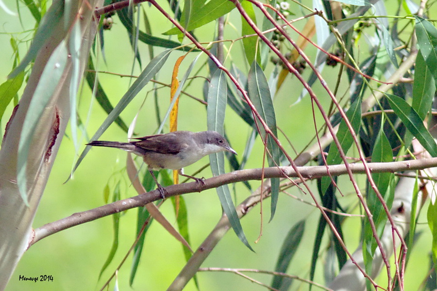 Eastern Orphean Warbler