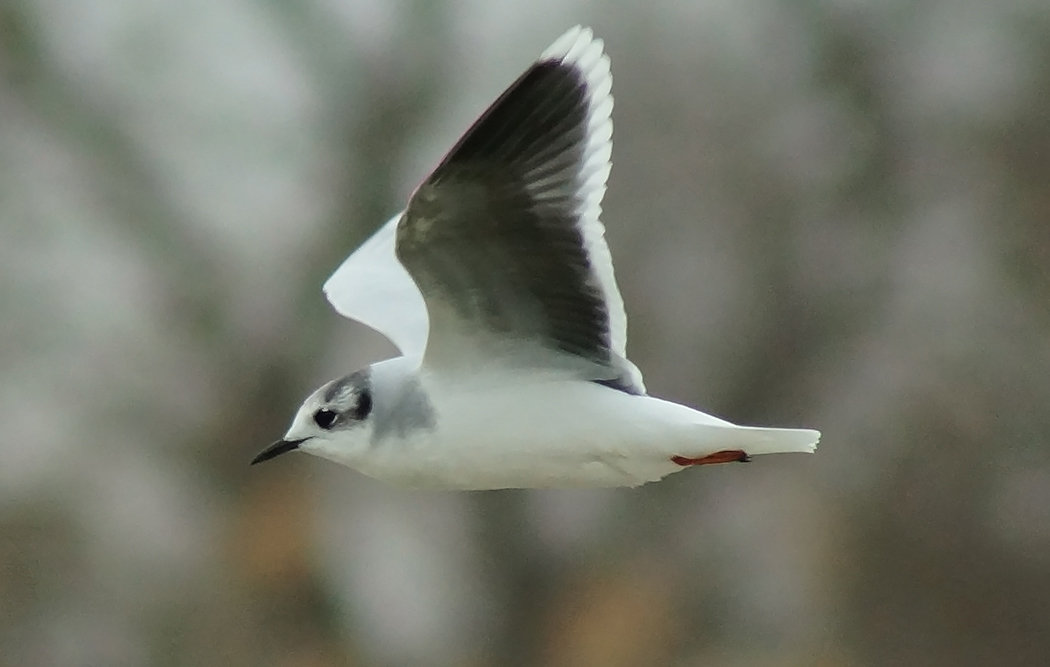 Little Gull