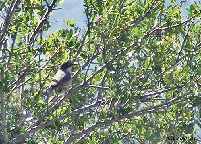 Eastern Orphean Warbler