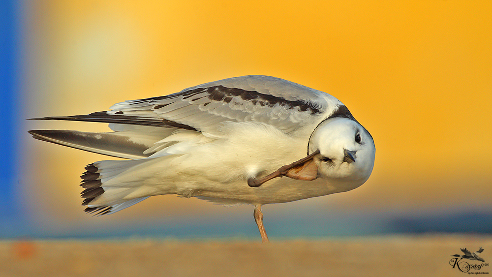Black-legged Kittiwake