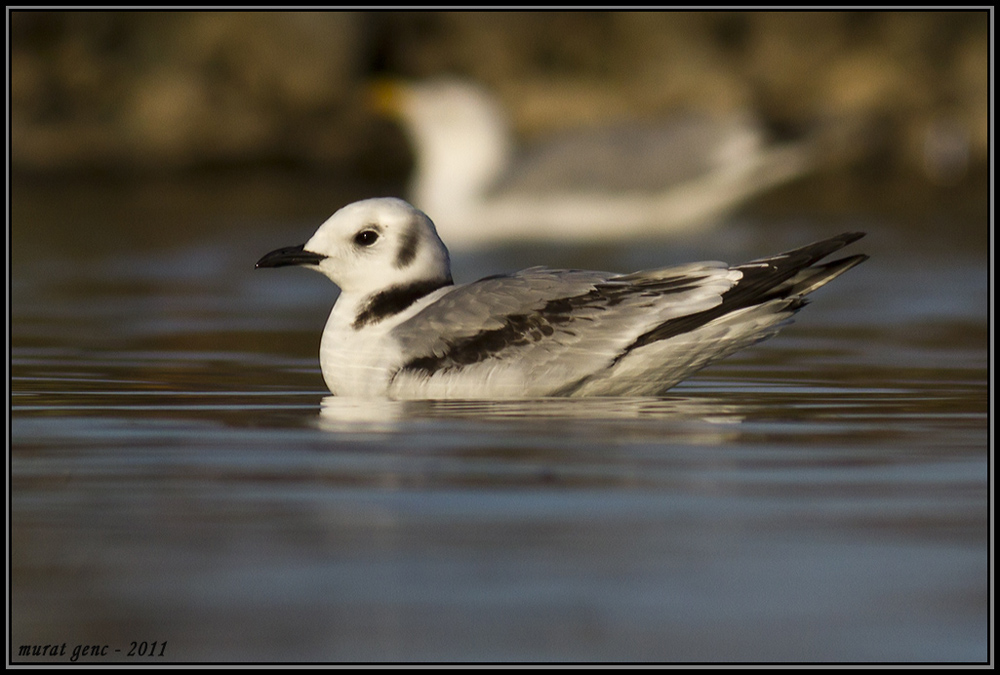Black-legged Kittiwake