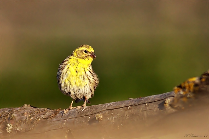 Küçük İskete
