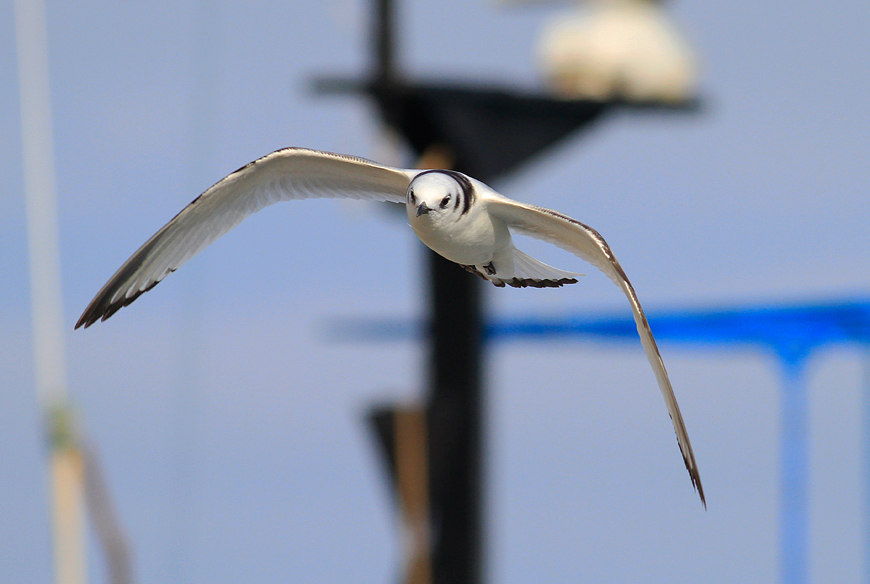 Black-legged Kittiwake