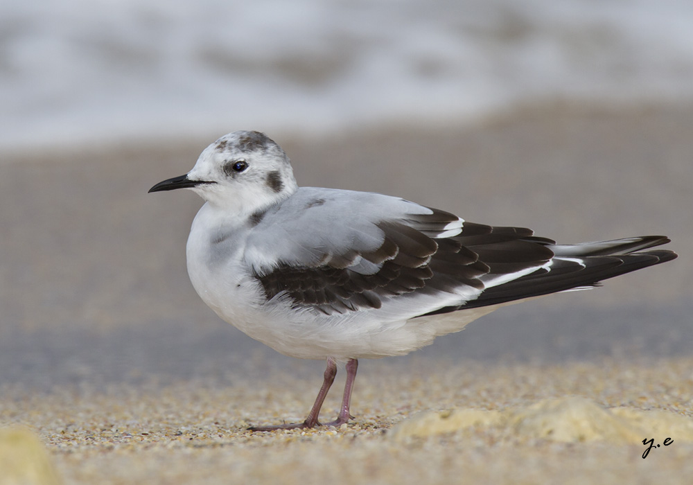 Little Gull