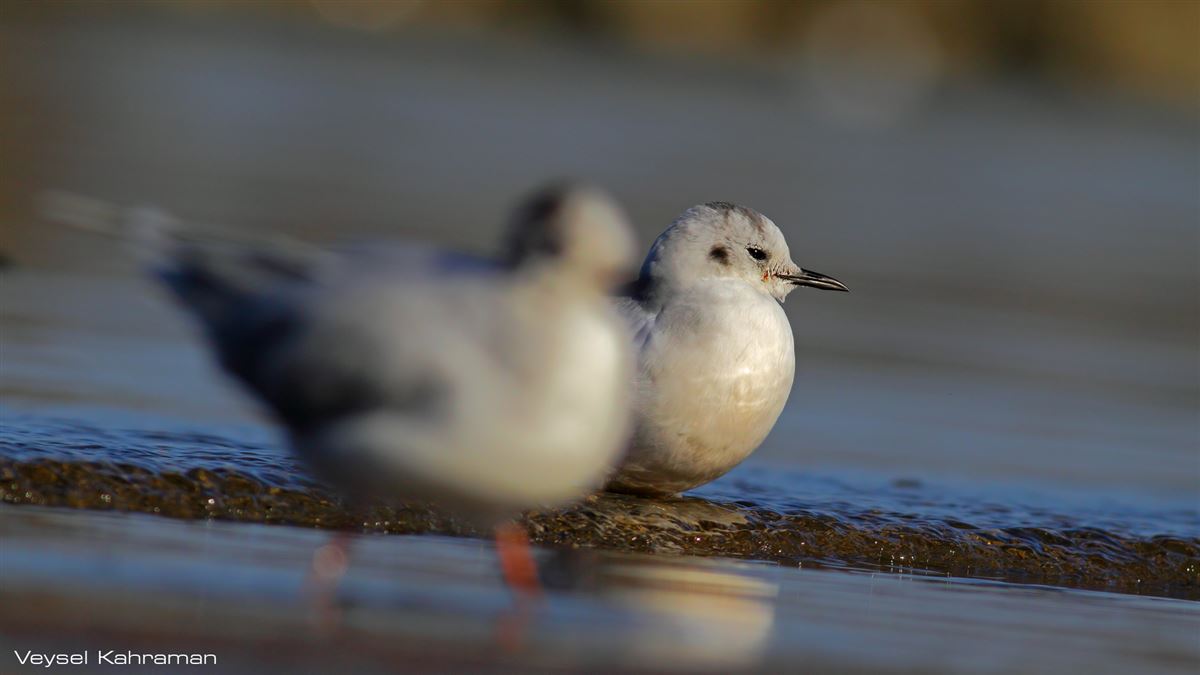 Little Gull