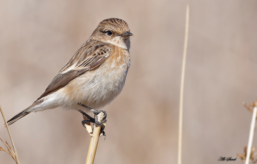 Sibirya Taşkuşu