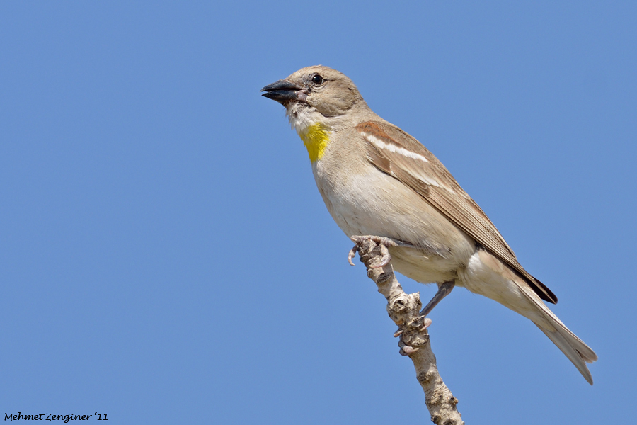 Yellow-throated Sparrow