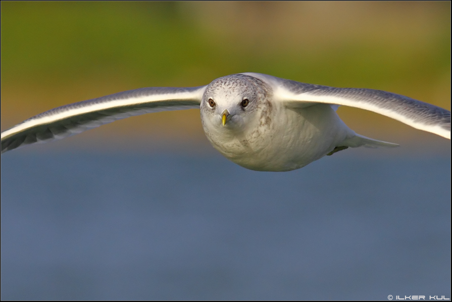 Common Gull