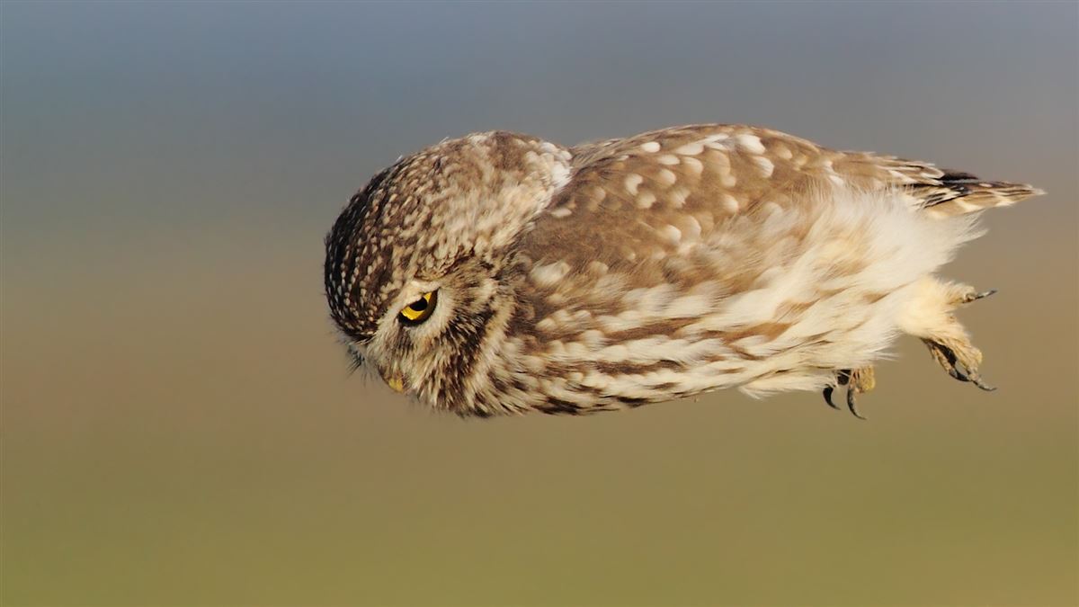 Kukumav
