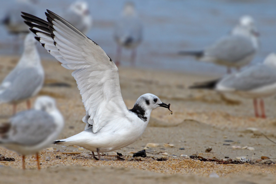 Black-legged Kittiwake