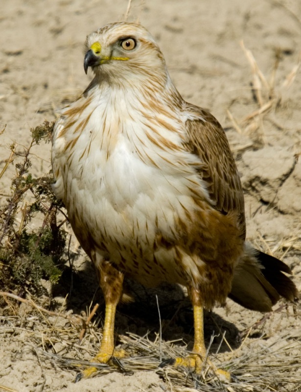 Kızıl Şahin