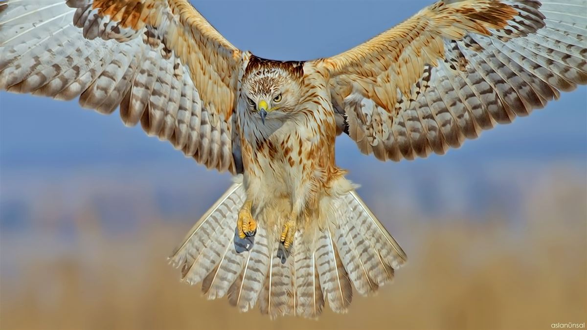 Kızıl Şahin