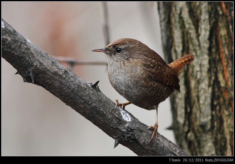 Çıtkuşu