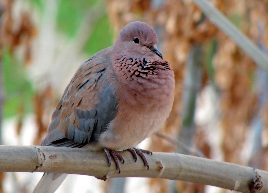 Küçük Kumru