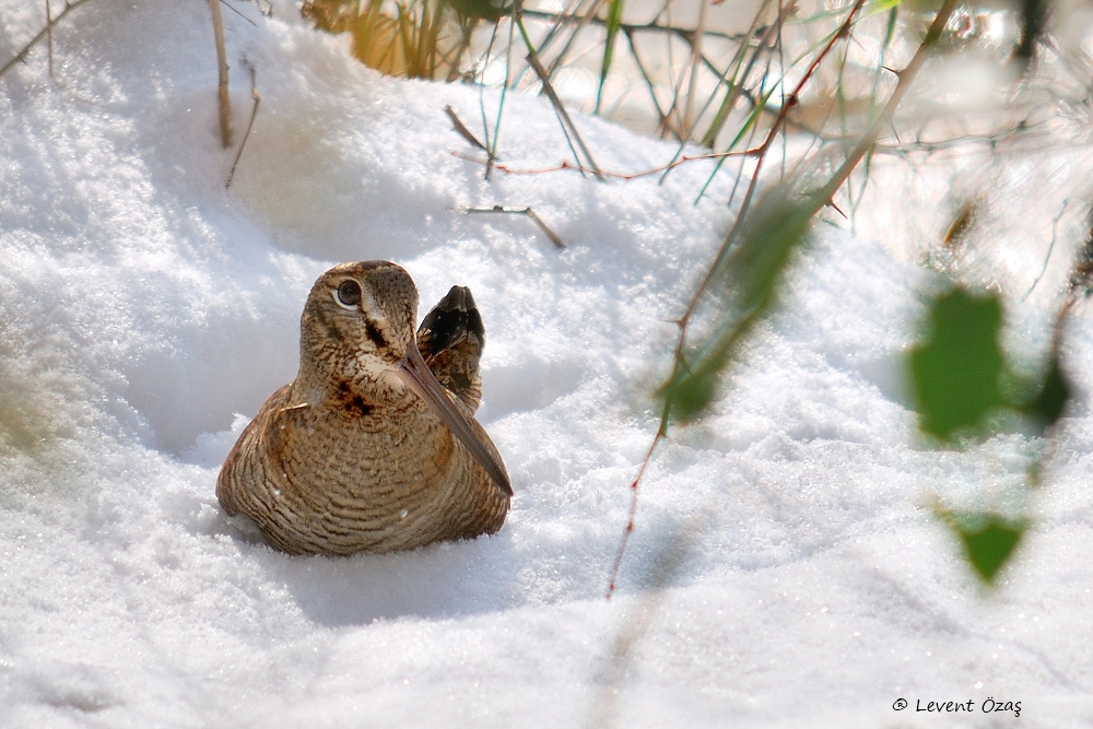 Eurasian Woodcock