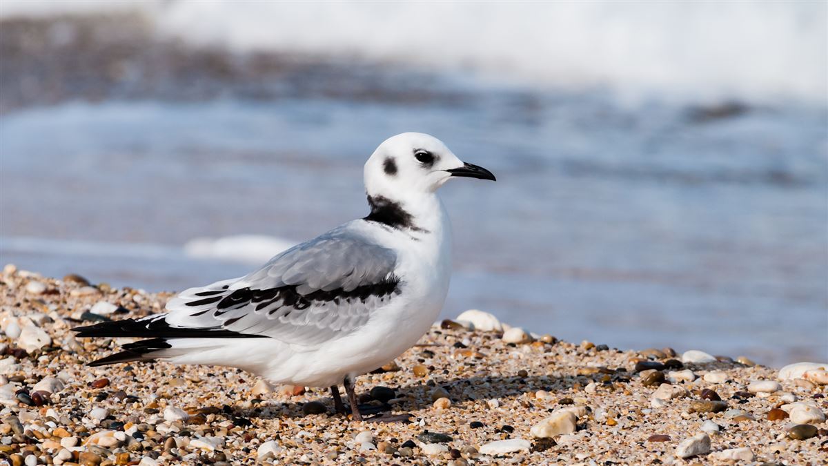 Black-legged Kittiwake