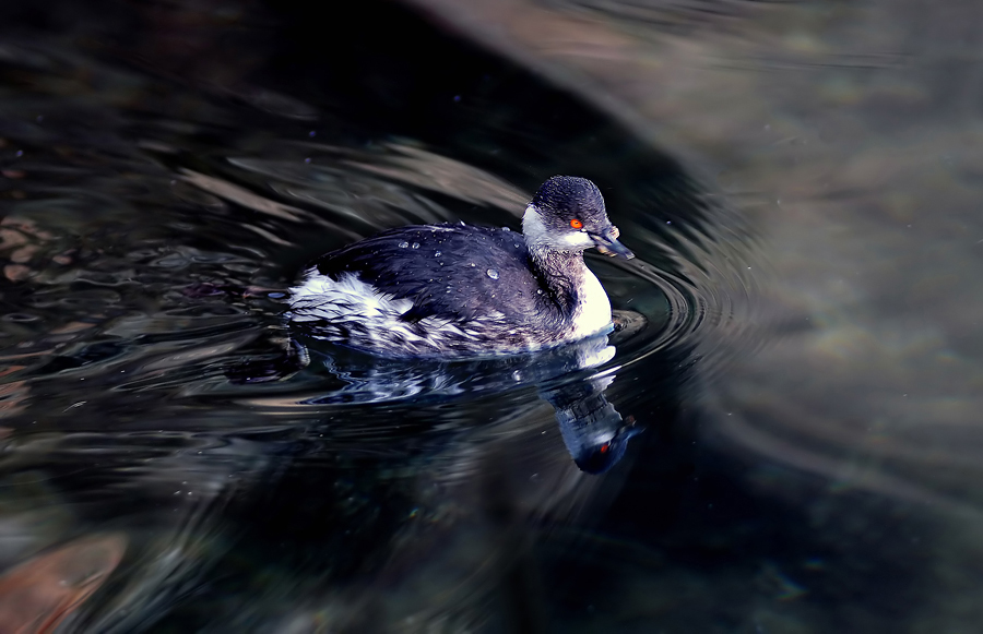 Black-necked Grebe