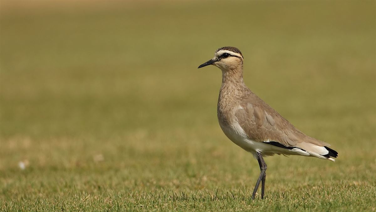 Sociable Lapwing