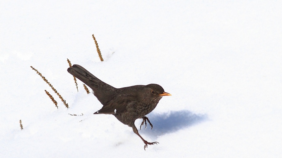 Common Blackbird