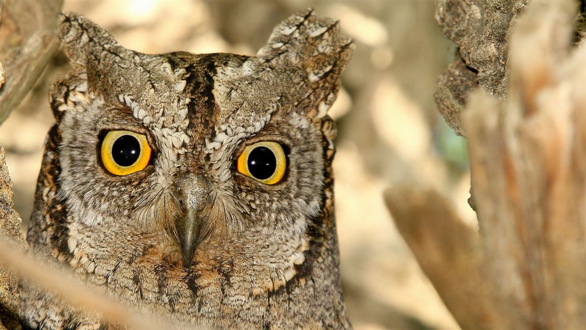 Eurasian Scops Owl