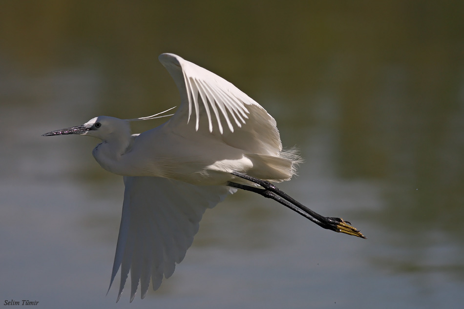 Little Egret