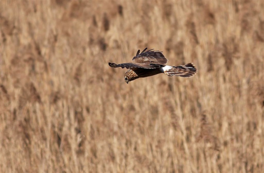 Hen Harrier
