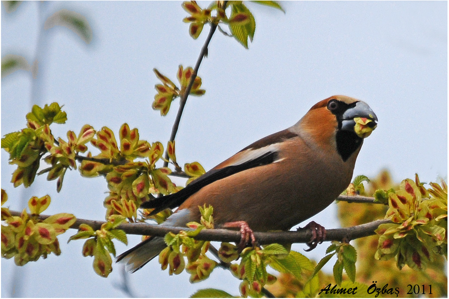 Hawfinch