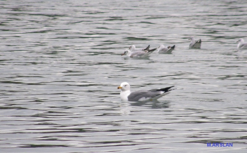 Armenian Gull