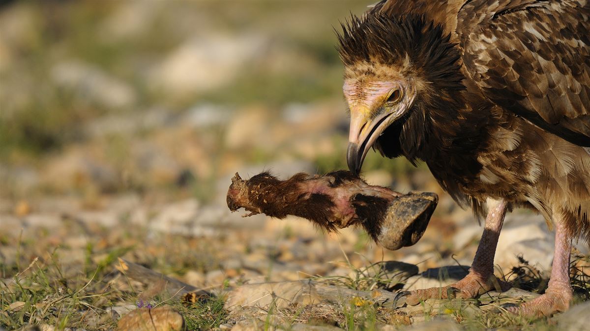Egyptian Vulture