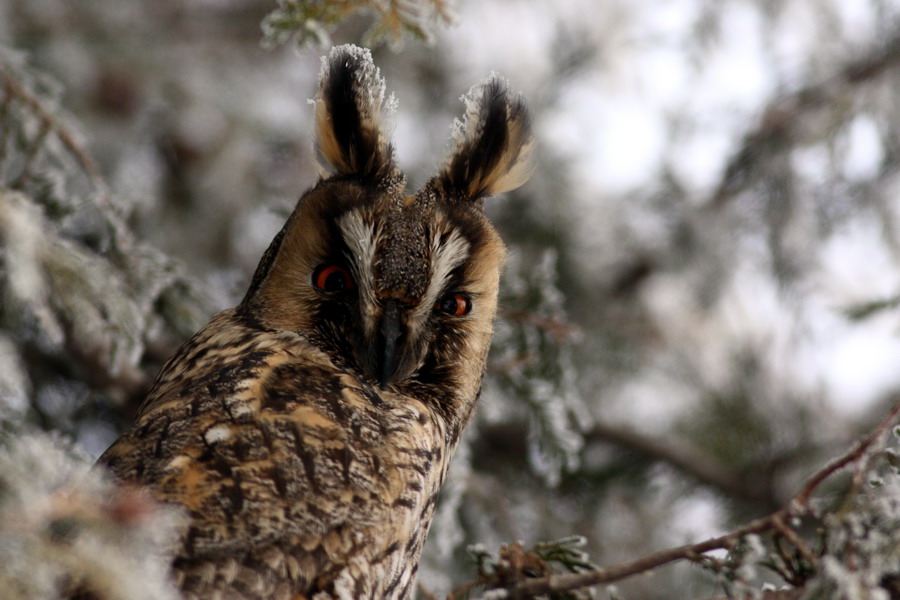 Long-eared Owl