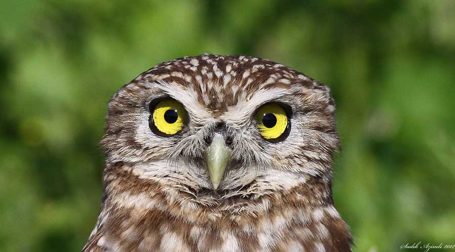 Little Owl
