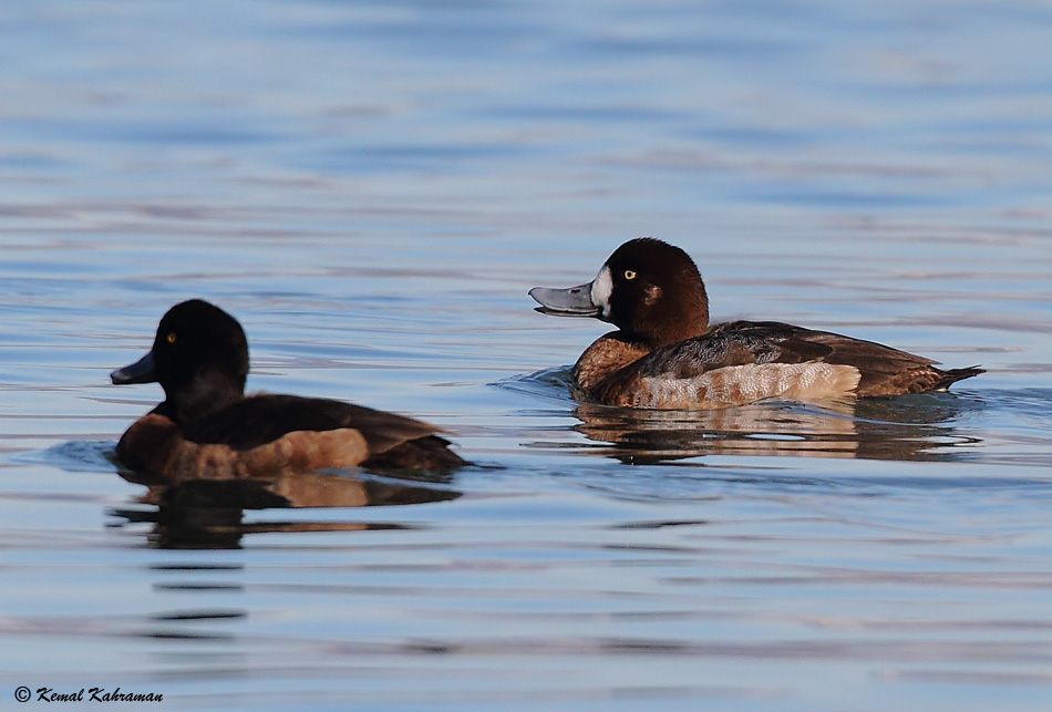 Greater Scaup