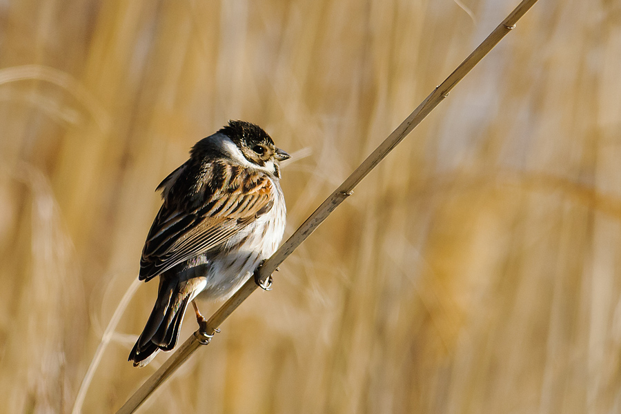 Common Reed Bunting
