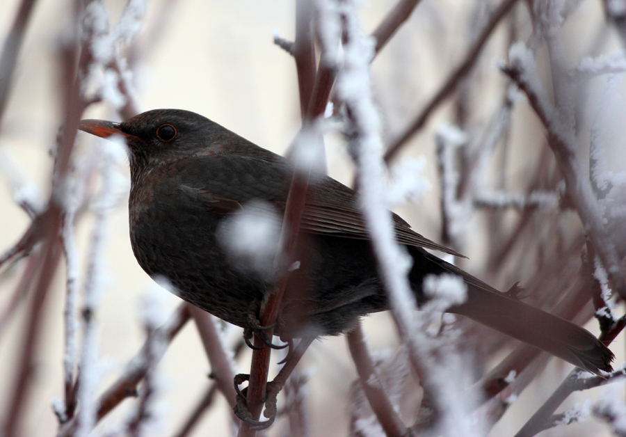 Common Blackbird