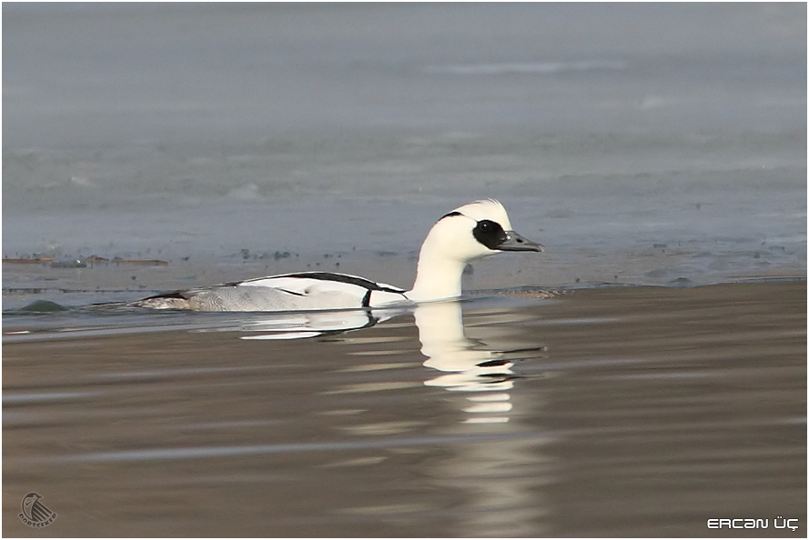 Smew