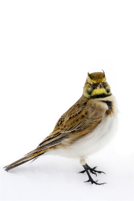Horned Lark