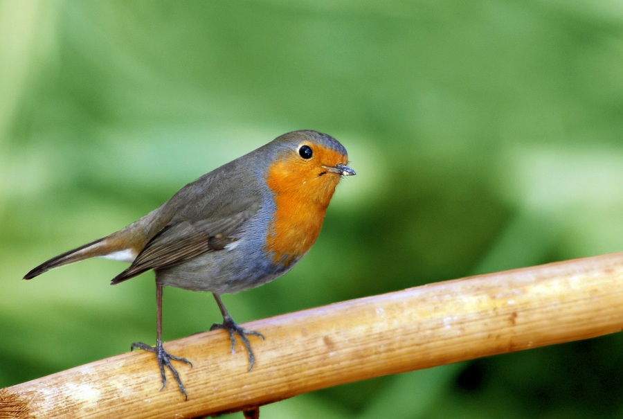 European Robin