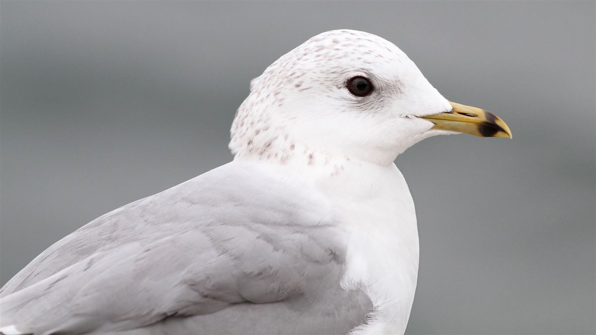 Common Gull