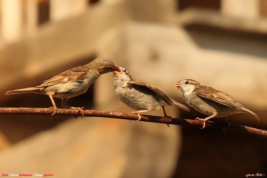 House Sparrow