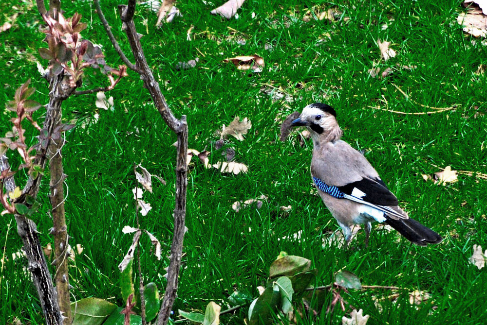 Eurasian Jay
