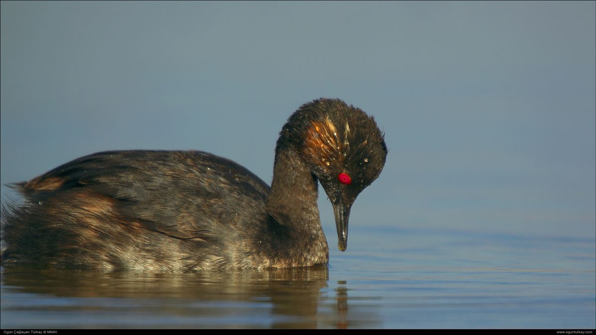 Black-necked Grebe