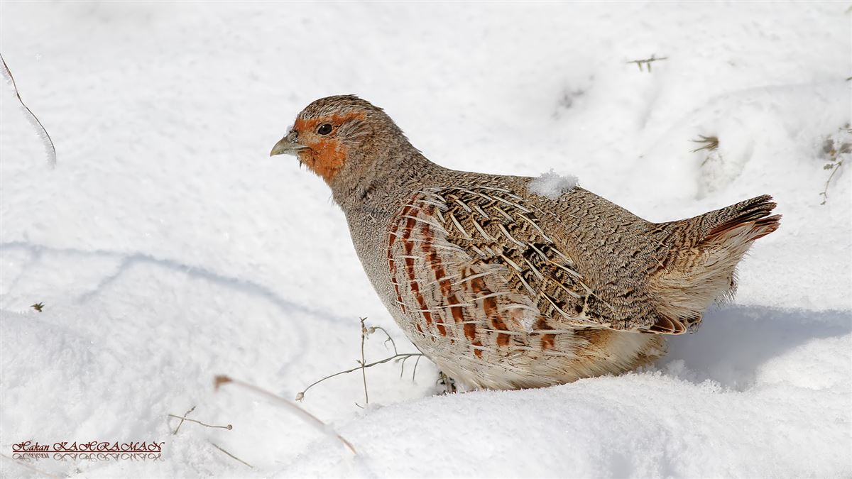 Grey Partridge