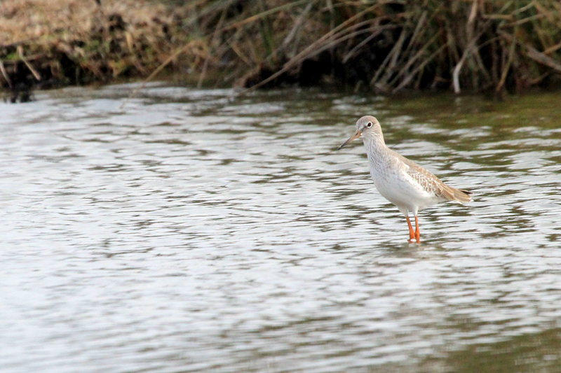 Common Redshank